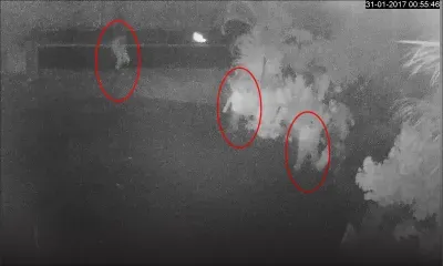 Vol de bétail filmé à Camp-de-Masque-Pavé : deux hommes et une femme démasqués 