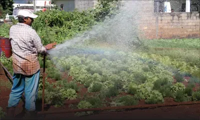 Gelena : les pluies bénéfiques à la culture, mais la chaleur menace