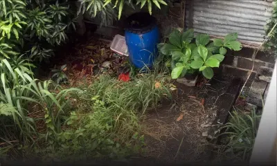 Savanne : le problème des terrains en friche 