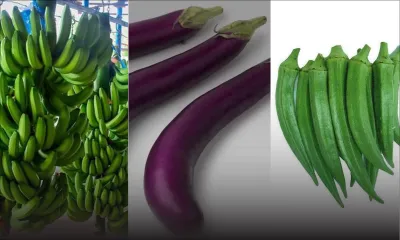 Confinement national : plusieurs légumes volés