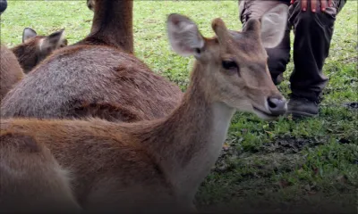 La vente de viande de cerf dans les rues inquiète