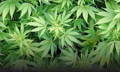 Commission sur la drogue à Rodrigues: «On a déjà déraciné des plants de gandia à Plaine-Corail»