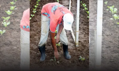 Propositions budgétaires : des mesures pour un nouveau souffle aux petits planteurs