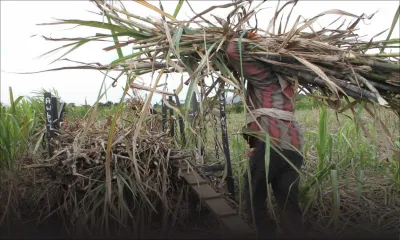 Récolte sucrière 2015: «Le rendement de la canne chute à son plus bas niveau depuis cinq ans»