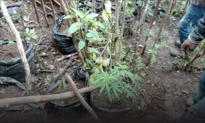 À Plaine-Champagne: des plants de cannabis d’une valeur de Rs 6 m déracinés