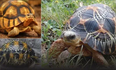 Trafic d’animaux allégué: 130 tortues malgaches saisies à Plaisance