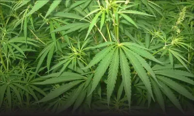 Saisie de gandia - Drogue : un couple inculpé sous trois chefs d’accusation