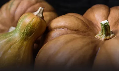 Dans l'Est : 2 tonnes de giraumon volées