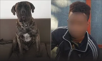 Un voleur de légumes surpris par le chien du propriétaire, un redoutable Cane Corso nommé Salah