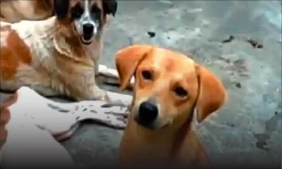 Cruauté alléguée envers les animaux: Saving our Strays réclame l’arrêt de certaines pratiques