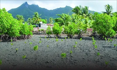 8th June World Ocean Day : the best time to plant mangroves is NOW
