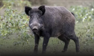 Domaine les Pailles : deux sangliers sèment la panique 