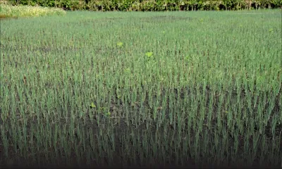 Budget 2016/2017: l’agriculture moderne au coeur des consultations public-privé