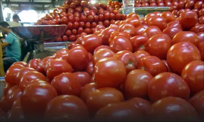 Le prix de la pomme d’amour en chute libre