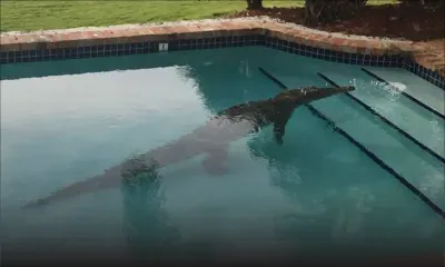 Attaqué par un crocodile dans la piscine d'un complexe touristique