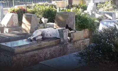 Curepipe : des chiens errants squattent le cimetière Bigarade