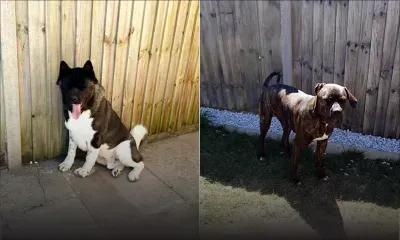 Protocole oblige : leurs chiens ne pourront les accompagner le jour de leur départ