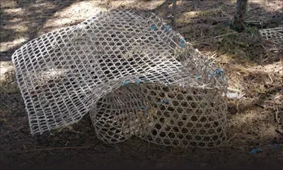 Entre le port et la baie : des plongeurs volent des prises et détruisent des espèces marines