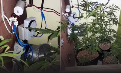 À Vacoas : un cultivateur de gandia hydroponique coffré 