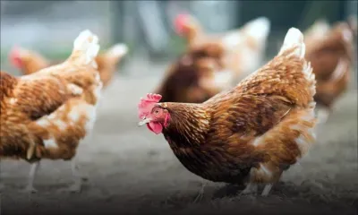 À Triolet : élevage sur le toit de son domicile 