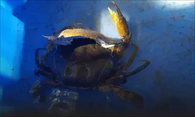 Jessen Persand : une culture qui a du piquant