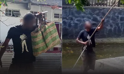 À Port-Louis : des «voleurs» de mangues se servent devant les proprios