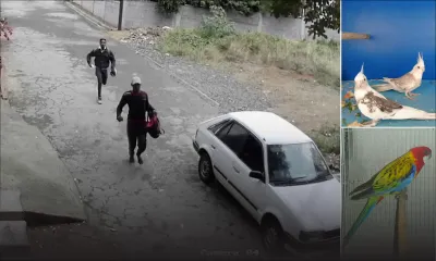 Trafic d’oiseaux : la police sur les traces d’une bande organisée