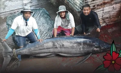 Albion : ils capturent un Marlin de 3,3 mètres