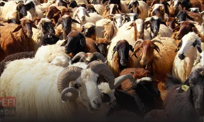 Le prix de vente du bétail fixé 