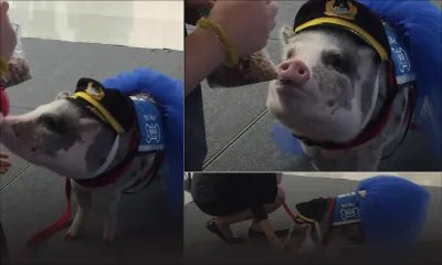  Lilou, le cochon qui accueille les passagers à l’aéroport