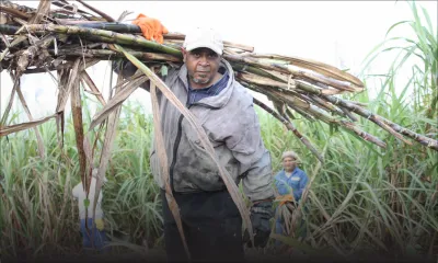 Sucre : baisse de la production dans les régions les plus arrosées