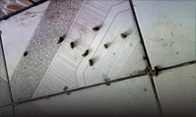 Bel-Air-Rivière-Sèche : Larves et moustiques dans un snack 