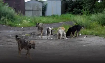 Abus : elle dénonce la maltraitance des animaux domestiques 