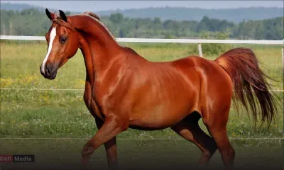 PNQ : L’EDB a délivré un « Investment Certificate » à Global Equestrian Ltd en 2022