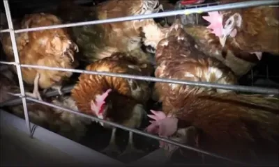 France : un élevage de 185 000 poules soupçonné d’être à l’origine de cancers
