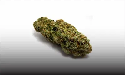 Pont-Lardier : deux jeunes épinglés pour possession de cannabis