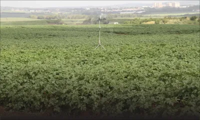 50 % des plantations endommagées : le pays va importer des légumes d’Afrique du Sud