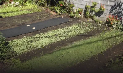 Grosses pluies - Production de légumes : vers une pénurie 