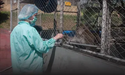 Exportation de singes : cinq firmes se partagent un marché d’un milliard