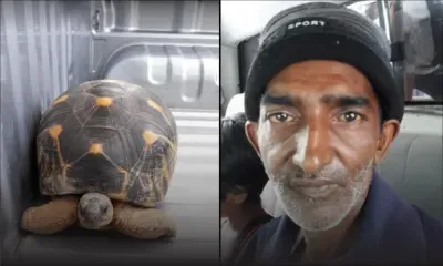 Port-Louis : deux individus volent une tortue âgée de 40 ans