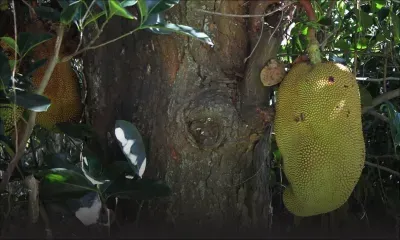 À Poudre-d’Or : un arbre fruitier qui dérange