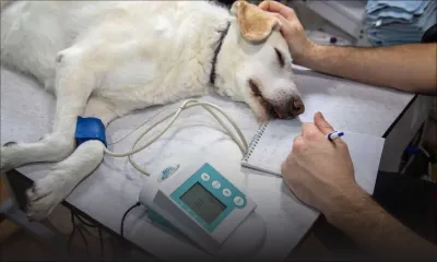 Dans la région Est : un faux vétérinaire à l’origine de la mort de plusieurs chiens