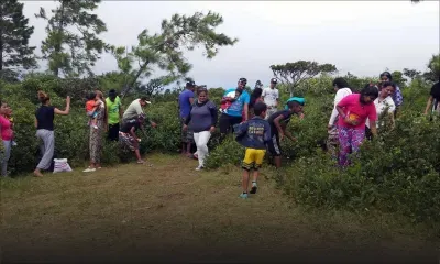 Début de saison: la cueillette des goyaves de Chine…