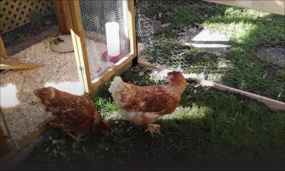 Comment élever vos poulets chez vous ? 