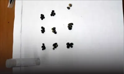 Un homme arrêté pour possession des graines de cannabis