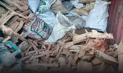 Saisie à Dagotière : la provenance du bois de santal stocké dans un conteneur intéresse la police