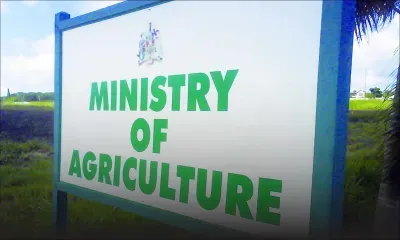 Camp Thorel: des cerfs ravagent les jeunes pousses des chasses