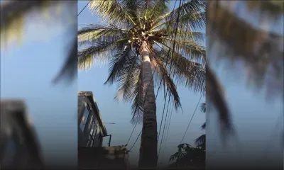 Stanley, Rose-Hill : un cocotier menace de tomber