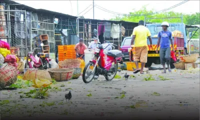 À Flacq: les planteurs contre les nouveaux horaires de vente à l’encan