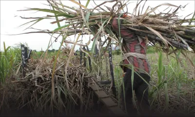 Récolte 2016, l’année de bonnes nouvelles pour la canne ?